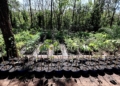 Campinas chega ao Dia da Árvore com 728 mil árvores plantadas