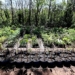Campinas chega ao Dia da Árvore com 728 mil árvores plantadas