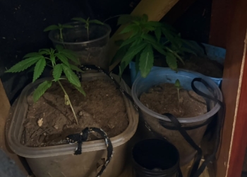 Polícia Militar localiza estufa de maconha em apartamento em Campinas