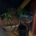 Polícia Militar localiza estufa de maconha em apartamento em Campinas