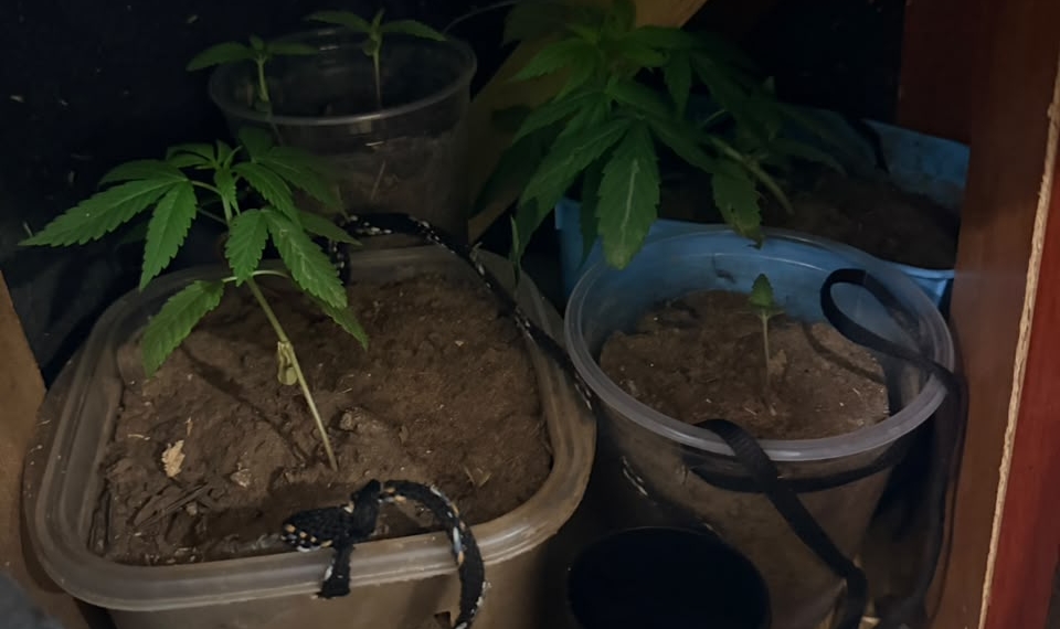 Polícia Militar localiza estufa de maconha em apartamento em Campinas