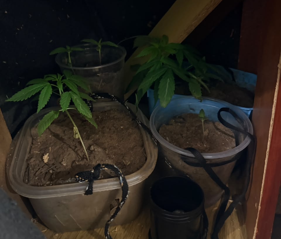 Polícia Militar localiza estufa de maconha em apartamento em Campinas