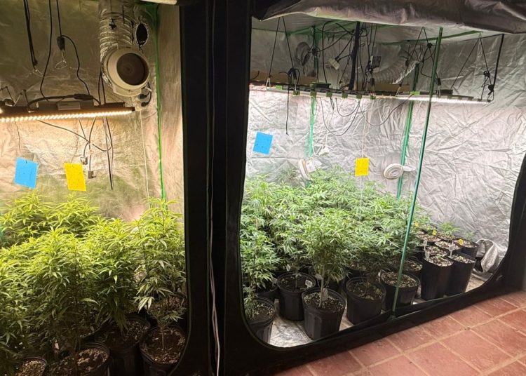Mulher é presa com estufa de maconha em Sumaré