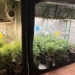 Mulher é presa com estufa de maconha em Sumaré