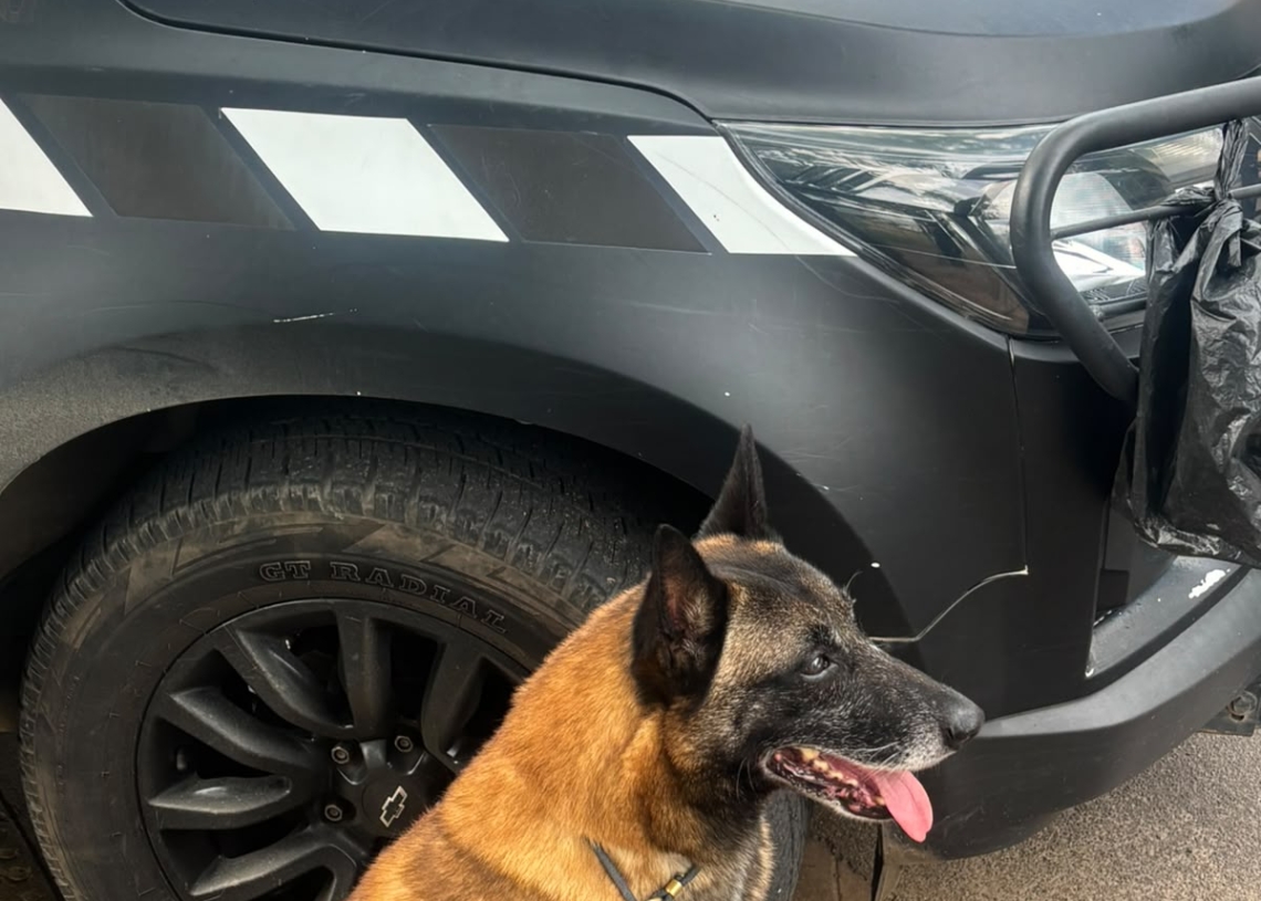 K9 Cheddar encontra 147 porções de drogas em terreno baldio durante operação no Jardim Conceição