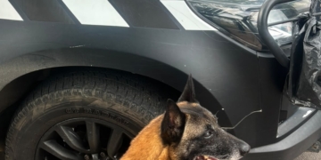 K9 Cheddar encontra 147 porções de drogas em terreno baldio durante operação no Jardim Conceição