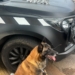 K9 Cheddar encontra 147 porções de drogas em terreno baldio durante operação no Jardim Conceição