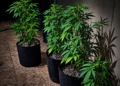 PM estoura estufa de maconha em chácara de Indaiatuba