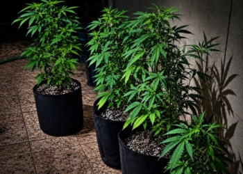 PM estoura estufa de maconha em chácara de Indaiatuba