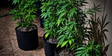 PM estoura estufa de maconha em chácara de Indaiatuba