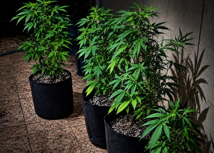 PM estoura estufa de maconha em chácara de Indaiatuba